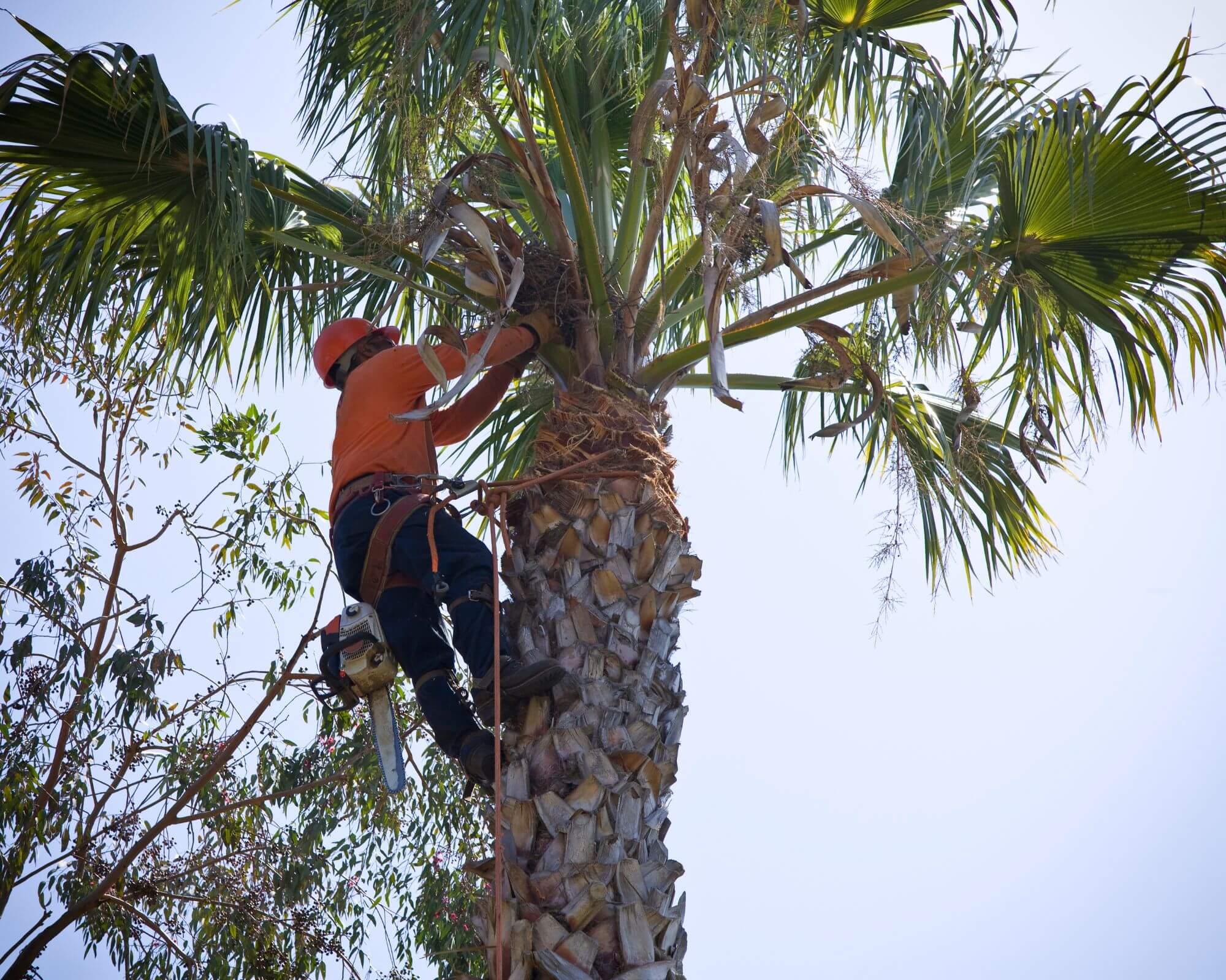 Everything You Need to Know About Phoenix Palm Trees AZ Palm Trimmers